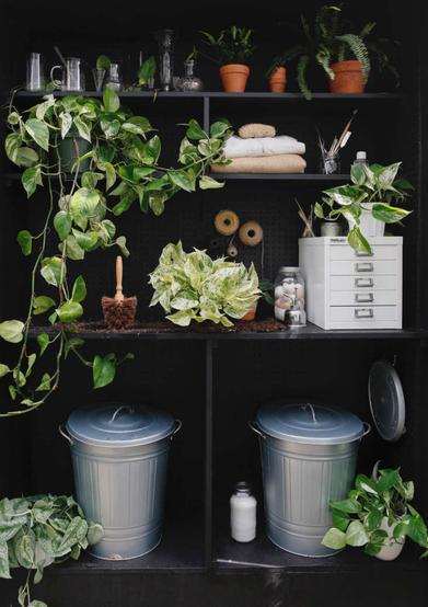 indoor pothos endorsing biopholic design